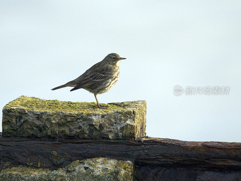 Rock Pipit on sea wall